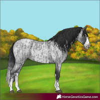 Horse Color:Blue Roan Sabino Splash and Blue Roan Sabino Splash Frame