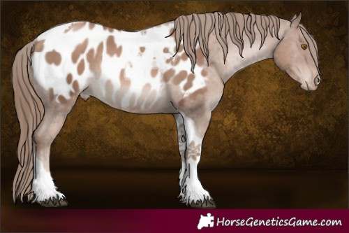Horse Color:Black Pearl Mushroom Tobiano Appaloosa Rabicano 