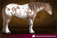 Horse Color:Black Pearl Mushroom Tobiano Appaloosa Rabicano