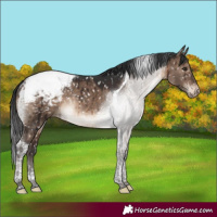 Horse Color:Brown Dun Tobiano Appaloosa Rabicano Brindle 