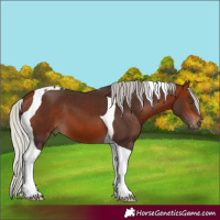 Horse Color:Silver Brown Tobiano 