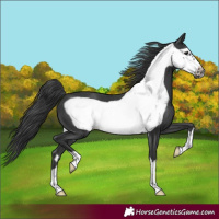 Horse Color:Black Frame 