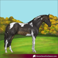 Horse Color:Buckskin Tobiano