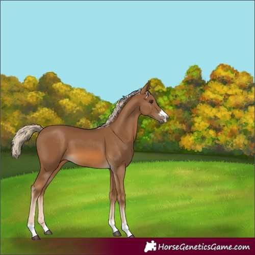 Horse Color:Chocolate Palomino 