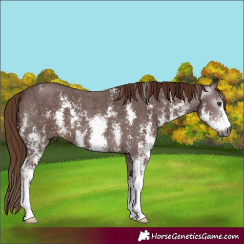Horse Color:Gray Chestnut Sabino 