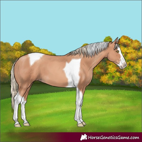 Horse Color:Gold Champagne Splash Tobiano 