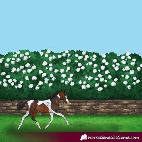 Horse Color:Bay Tobiano Rabicano 