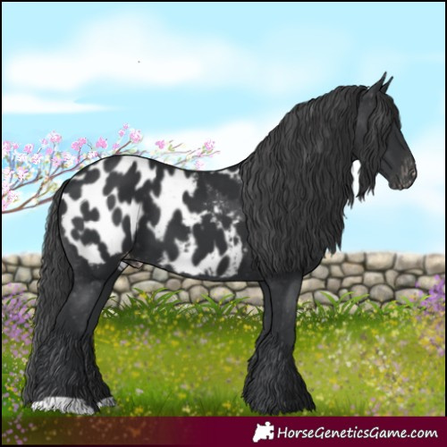 Horse Color:Black Appaloosa 