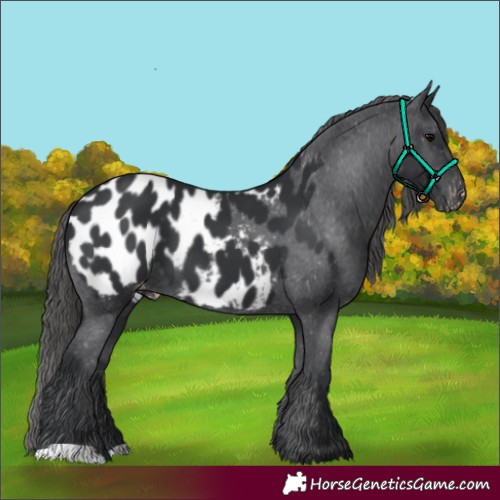 Horse Color:Black Appaloosa 
