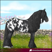 Horse Color:Black Appaloosa