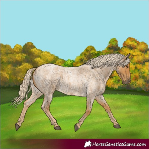 Horse Color:Palomino Roan 