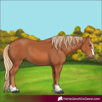 Horse Color:Chestnut 