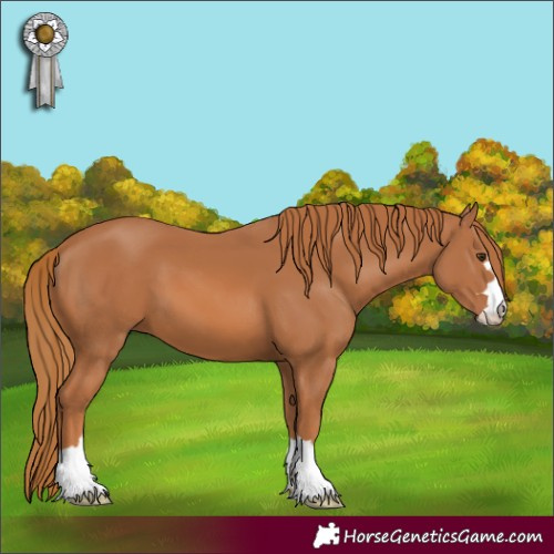 Horse Color:Chestnut 