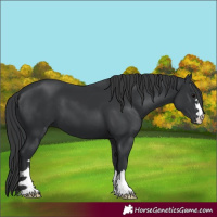 Horse Color:Black 