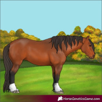 Horse Color:Bay 
