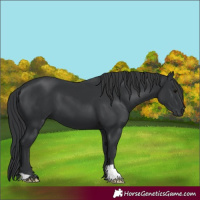 Horse Color:Black 