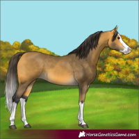 Horse Color:Buckskin Splash 