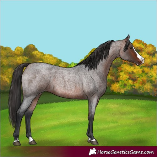 Horse Color:Bay Roan Splash 