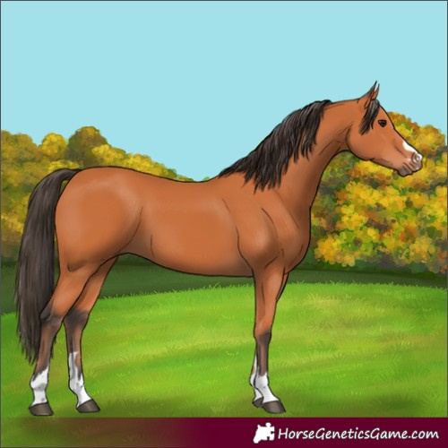 Horse Color:Bay 