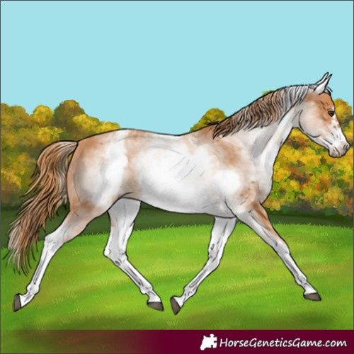 Horse Color:White Spotted Chestnut Frame 