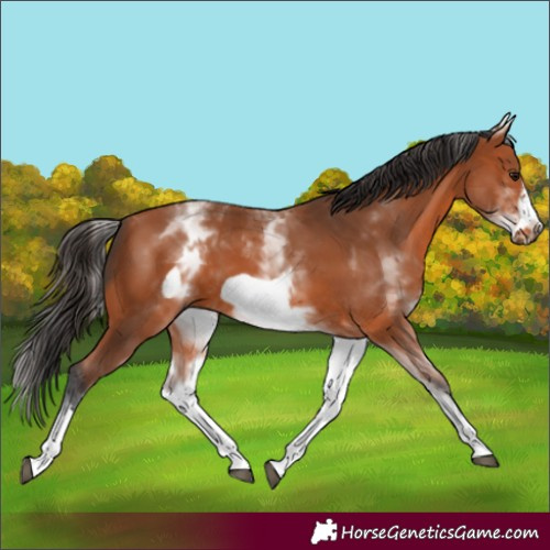 Horse Color:White Spotted Bay Frame 