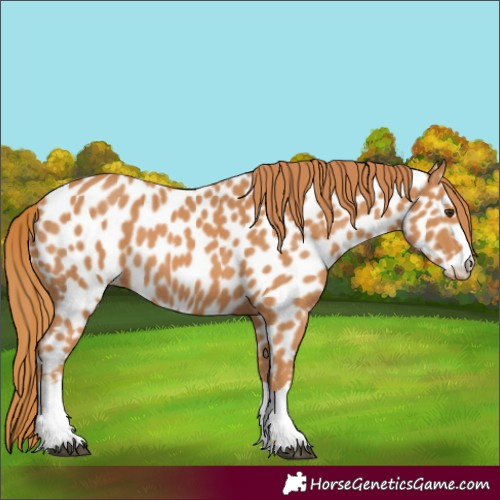 Horse Color:Chestnut Appaloosa 