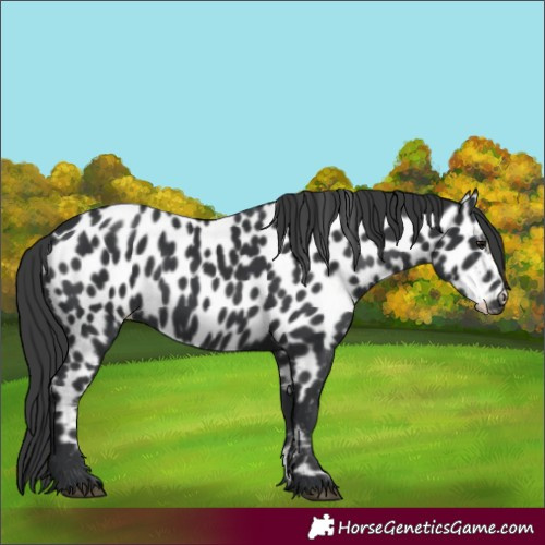 Horse Color:Black Appaloosa 