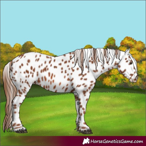 Horse Color:Chestnut Appaloosa 