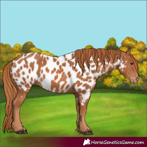 Horse Color:Chestnut Appaloosa 