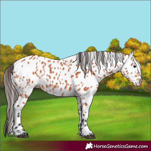 Horse Color:Bay Appaloosa 