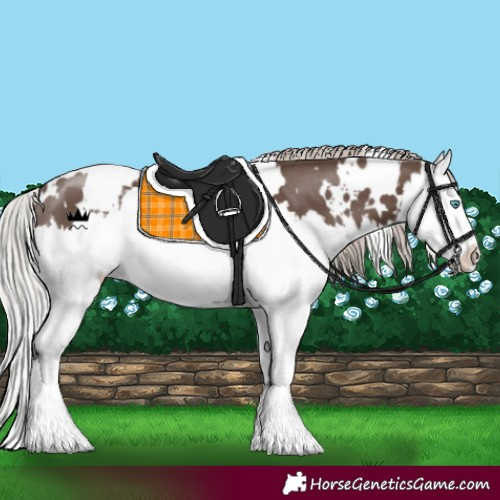 Horse Color:White Spotted Silver Black Splash 