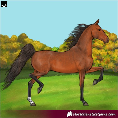 Horse Color:Bay  and Bay 