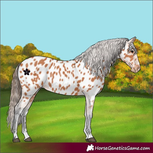 Horse Color:Bay Near Leopard 