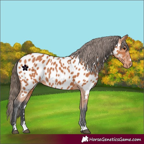 Horse Color:Bay Appaloosa