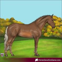 Horse Color:Chocolate Palomino