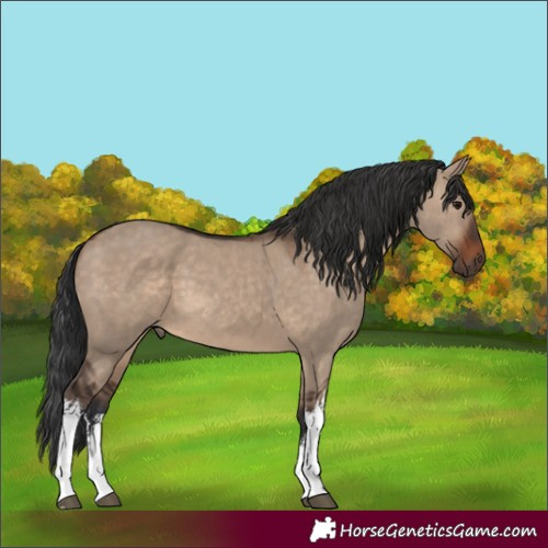 Horse Color:White Spotted Brown Dun 