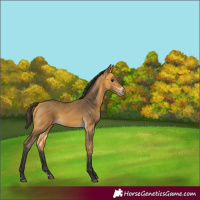 Horse Color:Buckskin 
