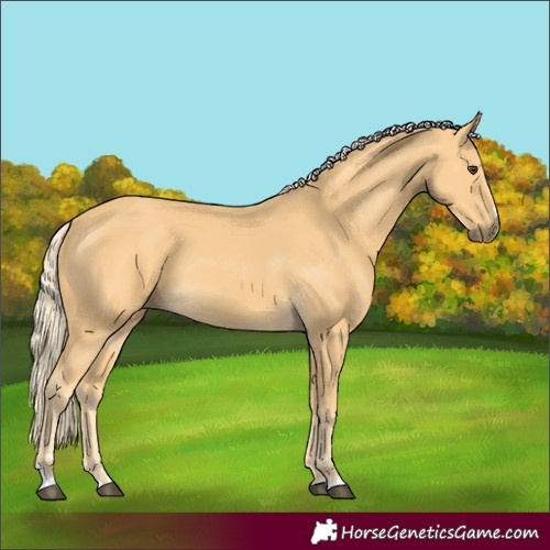 Horse Color:Palomino