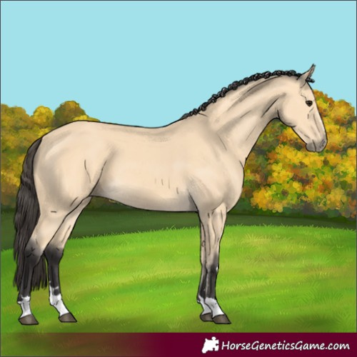 Horse Color:Buckskin 