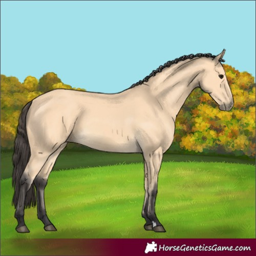 Horse Color:Buckskin 