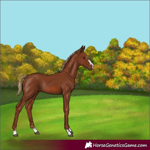 Horse Color:Chestnut Rabicano 