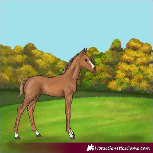 Horse Color:Chestnut Rabicano 