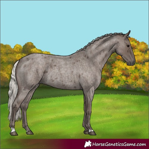 Horse Color:Silver Blue Roan