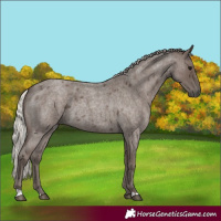 Horse Color:Silver Blue Roan
