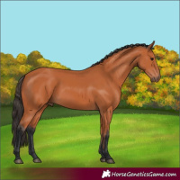 Horse Color:Bay Rabicano 