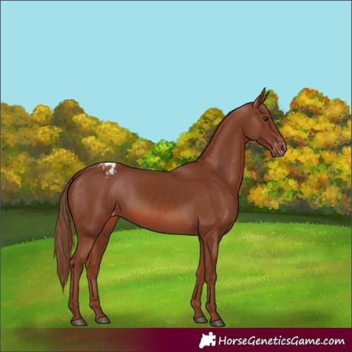 Horse Color:Chestnut Appaloosa