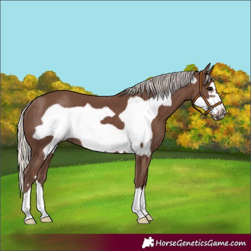 Horse Color:Silver Black Frame 