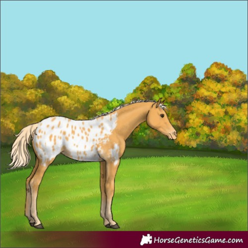 Horse Color:Palomino Blanket 