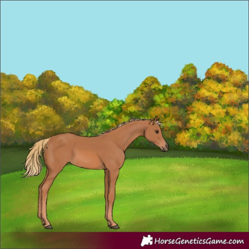 Horse Color:Chestnut 