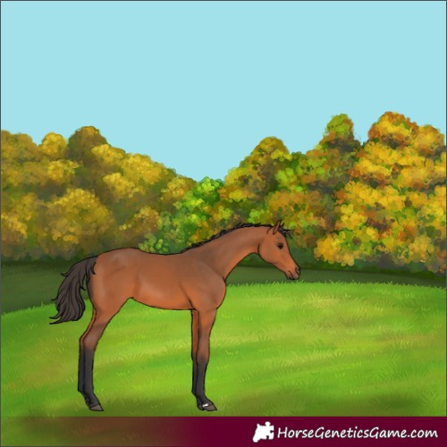 Horse Color:Bay 